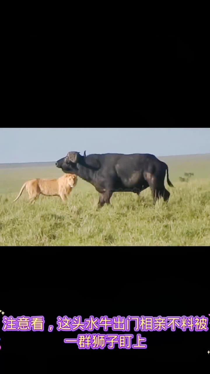 澳客地址-雄狮主场大胜公牛,赢得四连胜